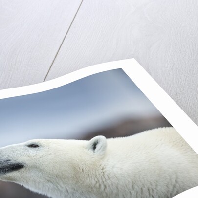 Polar Bear on Harbour Islands, Hudson Bay, Nunavut, Canada by Anonymous