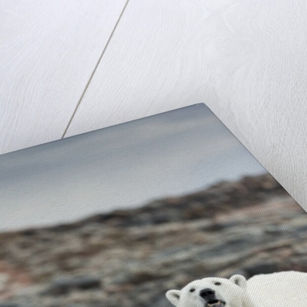 Polar Bear on Harbour Islands, Hudson Bay, Nunavut, Canada by Anonymous