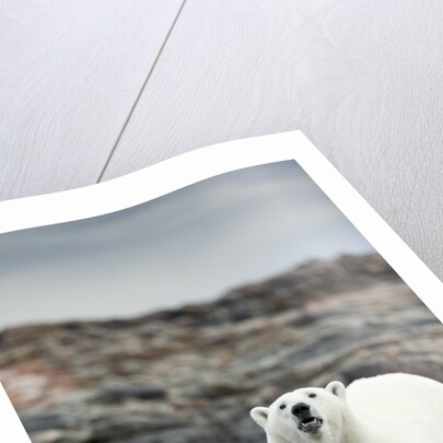 Polar Bear on Harbour Islands, Hudson Bay, Nunavut, Canada by Anonymous