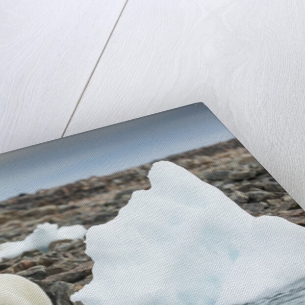 Polar Bear on Harbour Islands, Hudson Bay, Nunavut, Canada by Anonymous