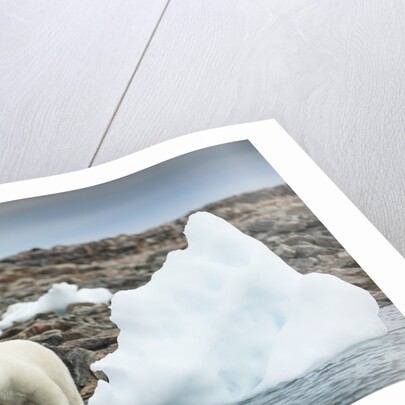 Polar Bear on Harbour Islands, Hudson Bay, Nunavut, Canada by Anonymous