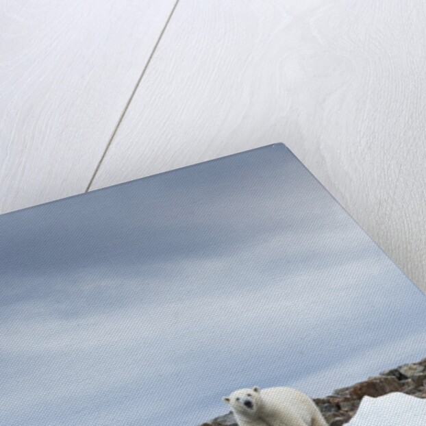Polar Bear on Harbour Islands, Hudson Bay, Nunavut, Canada by Anonymous