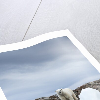 Polar Bear on Harbour Islands, Hudson Bay, Nunavut, Canada by Anonymous