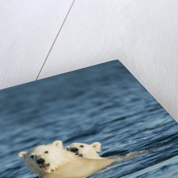 Polar Bear Cubs Swimming, Hudson Bay, Nunavut, Canada by Anonymous