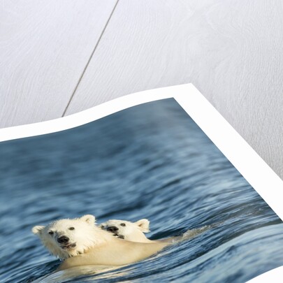 Polar Bear Cubs Swimming, Hudson Bay, Nunavut, Canada by Anonymous