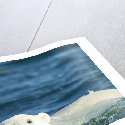 Polar Bear Swimming in Hudson Bay, Nunavut, Canada by Anonymous