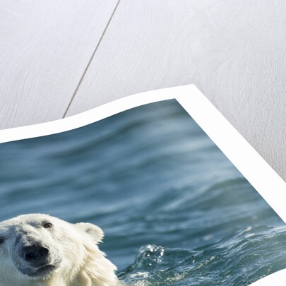 Polar Bear Swimming in Hudson Bay, Nunavut, Canada by Anonymous