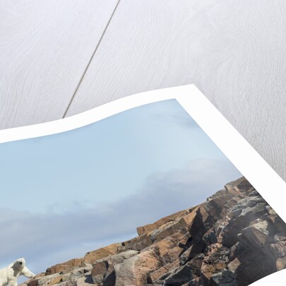 Polar Bear on Harbour Islands, Hudson Bay, Nunavut, Canada by Anonymous