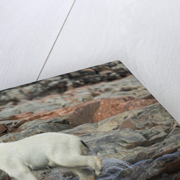 Polar Bear on Harbour Islands, Hudson Bay, Nunavut, Canada by Anonymous