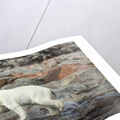 Polar Bear on Harbour Islands, Hudson Bay, Nunavut, Canada by Anonymous
