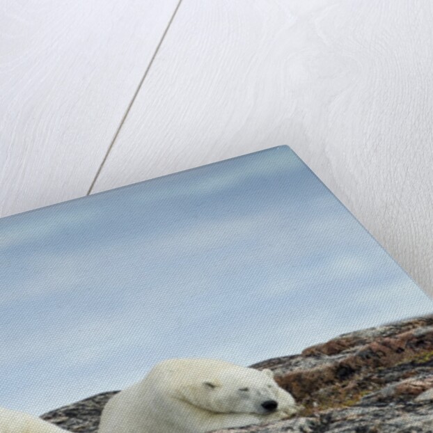 Polar Bears on Harbour Islands, Hudson Bay, Nunavut, Canada by Anonymous