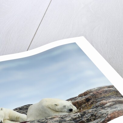 Polar Bears on Harbour Islands, Hudson Bay, Nunavut, Canada by Anonymous