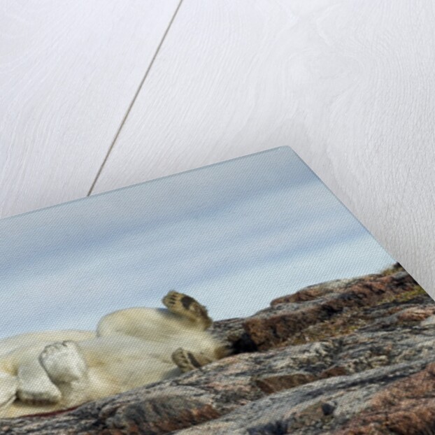 Polar Bears Sleeping on Harbour Islands, Hudson Bay, Nunavut, Canada by Anonymous