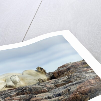 Polar Bears Sleeping on Harbour Islands, Hudson Bay, Nunavut, Canada by Anonymous