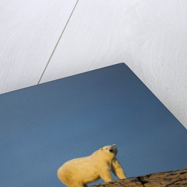 Polar Bear on Harbour Islands, Hudson Bay, Nunavut, Canada by Anonymous