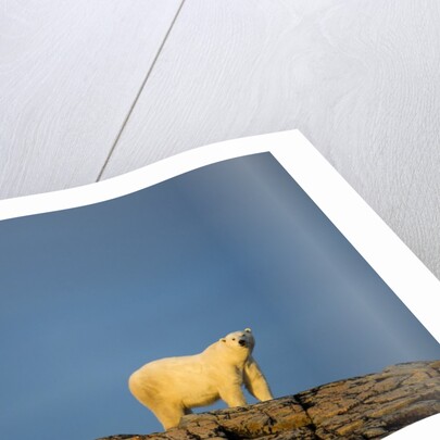 Polar Bear on Harbour Islands, Hudson Bay, Nunavut, Canada by Anonymous