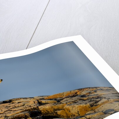 Polar Bear on Harbour Islands, Hudson Bay, Nunavut, Canada by Anonymous