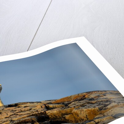Polar Bear on Harbour Islands, Hudson Bay, Nunavut, Canada by Anonymous