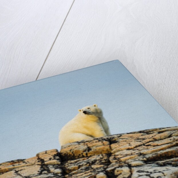 Polar Bear on Harbour Islands, Hudson Bay, Nunavut, Canada by Anonymous
