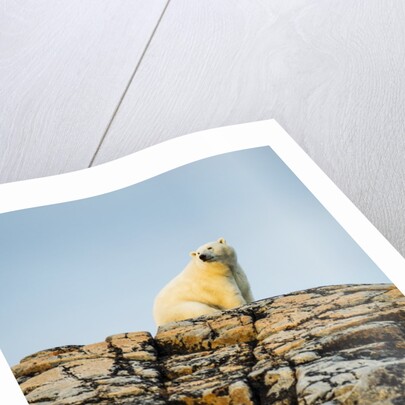 Polar Bear on Harbour Islands, Hudson Bay, Nunavut, Canada by Anonymous
