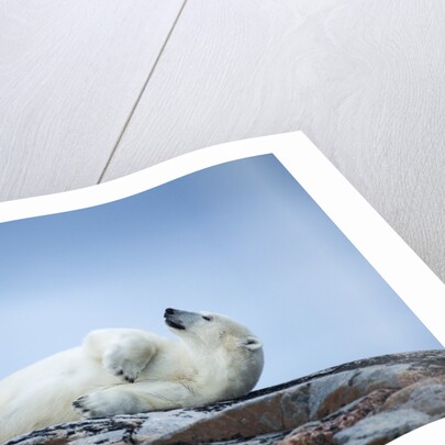 Polar Bear on Harbour Islands, Hudson Bay, Nunavut, Canada by Anonymous