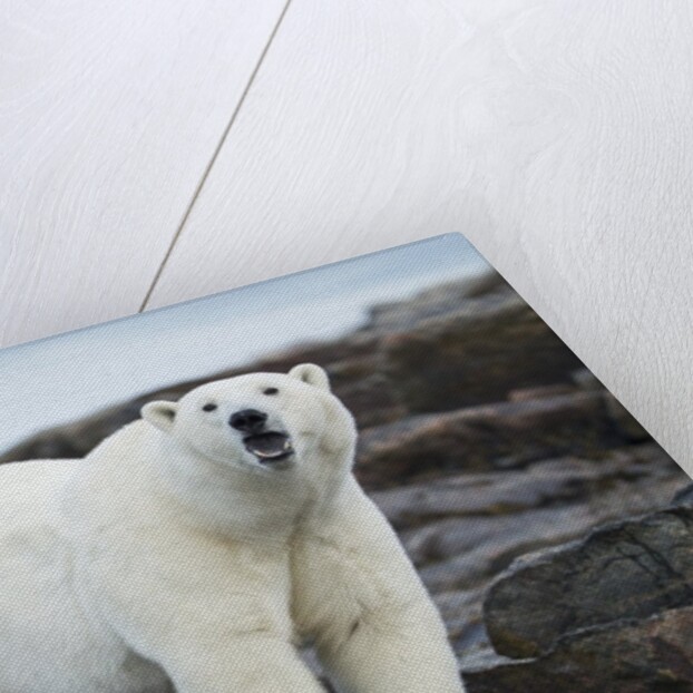 Polar Bear on Harbour Islands, Hudson Bay, Nunavut, Canada by Anonymous