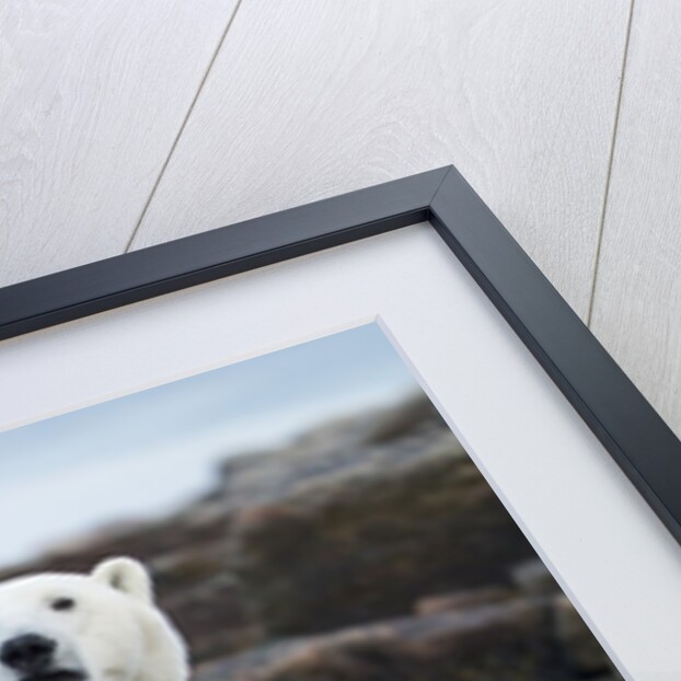 Polar Bear on Harbour Islands, Hudson Bay, Nunavut, Canada by Anonymous
