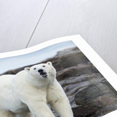 Polar Bear on Harbour Islands, Hudson Bay, Nunavut, Canada by Anonymous