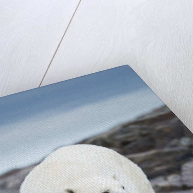 Polar Bear on Harbour Islands, Hudson Bay, Nunavut, Canada by Anonymous