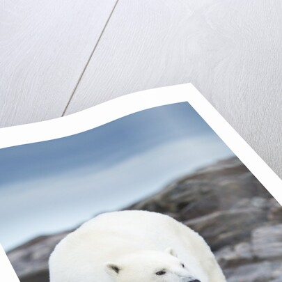 Polar Bear on Harbour Islands, Hudson Bay, Nunavut, Canada by Anonymous