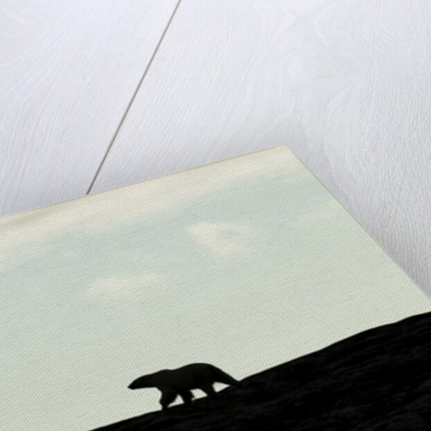 Polar Bear on Harbour Islands, Hudson Bay, Nunavut, Canada by Anonymous