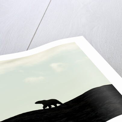 Polar Bear on Harbour Islands, Hudson Bay, Nunavut, Canada by Anonymous