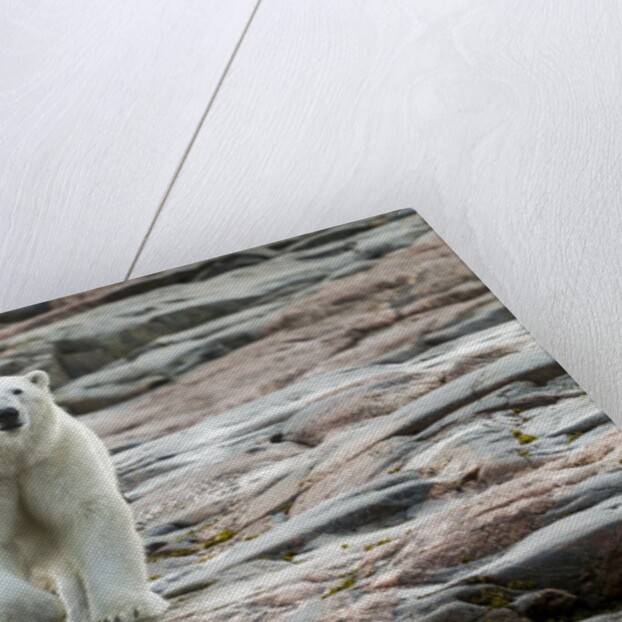 Polar Bear on Harbour Islands, Hudson Bay, Nunavut, Canada by Anonymous
