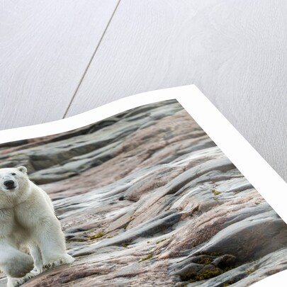 Polar Bear on Harbour Islands, Hudson Bay, Nunavut, Canada by Anonymous