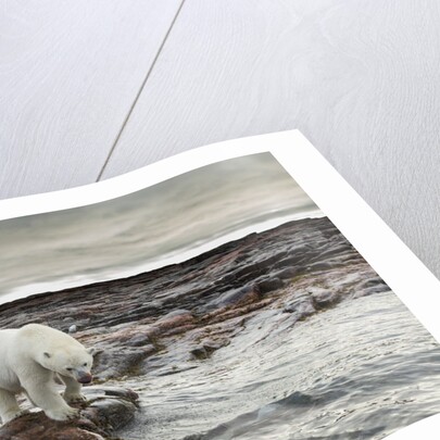 Polar Bear, Nunavut Territory, Canada by Anonymous