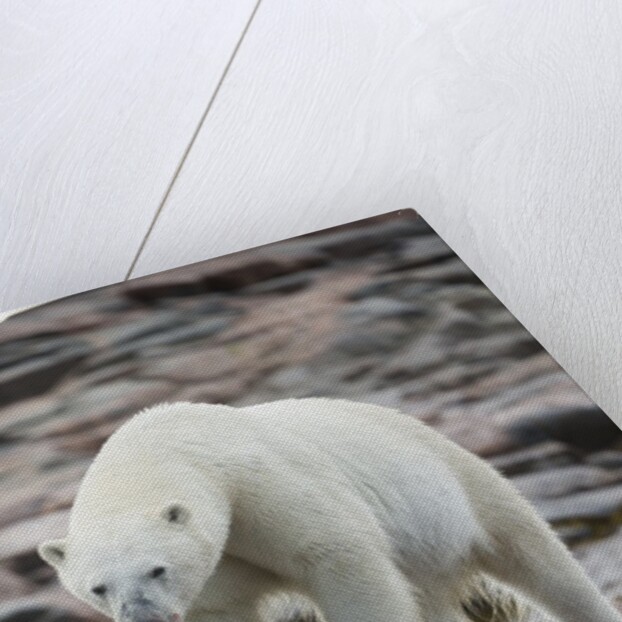 Polar Bear on Harbour Islands, Hudson Bay, Nunavut, Canada by Anonymous