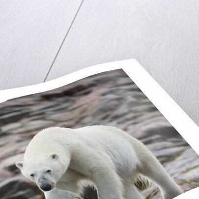 Polar Bear on Harbour Islands, Hudson Bay, Nunavut, Canada by Anonymous