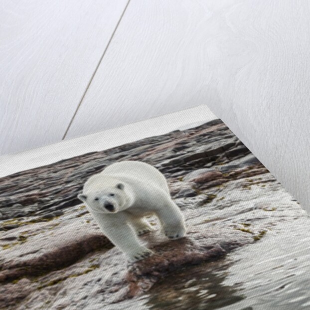 Polar Bear on Harbour Islands, Hudson Bay, Nunavut, Canada by Anonymous