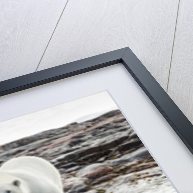 Polar Bear on Harbour Islands, Hudson Bay, Nunavut, Canada by Anonymous