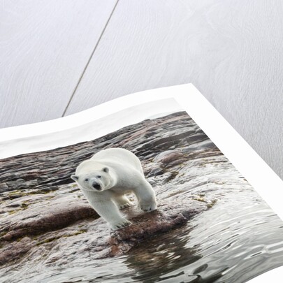 Polar Bear on Harbour Islands, Hudson Bay, Nunavut, Canada by Anonymous