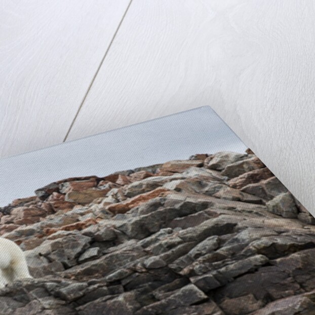 Polar Bear on Harbour Islands, Hudson Bay, Nunavut, Canada by Anonymous