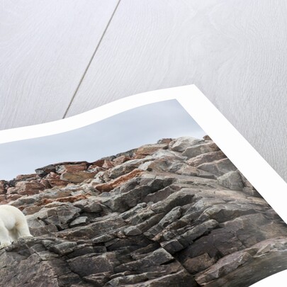 Polar Bear on Harbour Islands, Hudson Bay, Nunavut, Canada by Anonymous