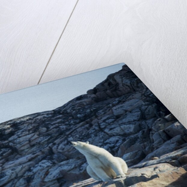 Polar Bear on Harbour Islands, Hudson Bay, Nunavut, Canada by Anonymous