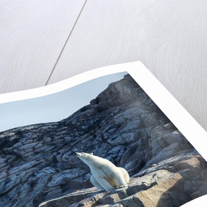 Polar Bear on Harbour Islands, Hudson Bay, Nunavut, Canada by Anonymous