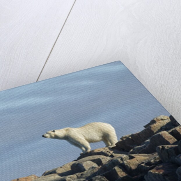 Polar Bear on Harbour Islands, Hudson Bay, Nunavut, Canada by Anonymous