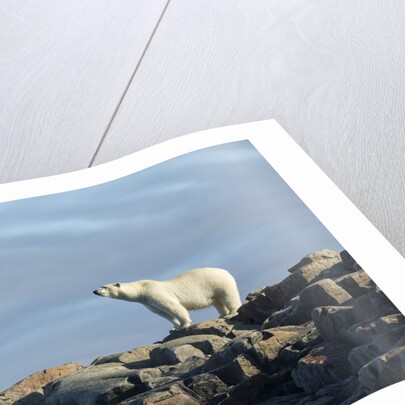 Polar Bear on Harbour Islands, Hudson Bay, Nunavut, Canada by Anonymous