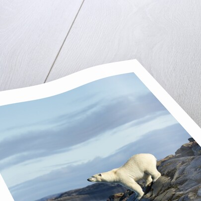 Polar Bear on Harbour Islands, Hudson Bay, Nunavut, Canada by Anonymous