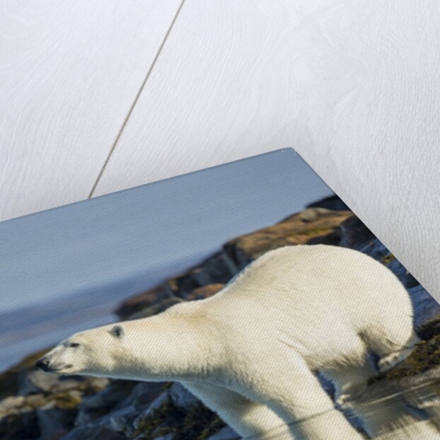 Polar Bear on Harbour Islands, Hudson Bay, Nunavut, Canada by Anonymous