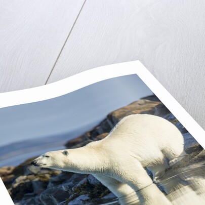 Polar Bear on Harbour Islands, Hudson Bay, Nunavut, Canada by Anonymous