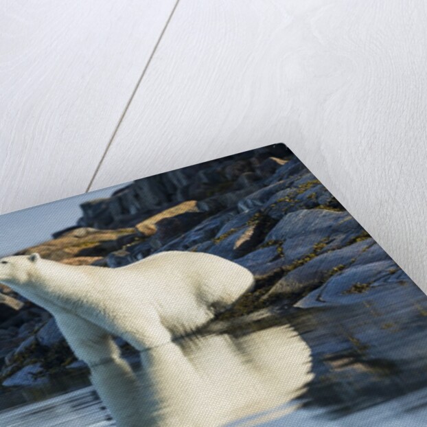 Polar Bear on Harbour Islands, Hudson Bay, Nunavut, Canada by Anonymous